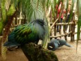 /album/bioparc-fuengirola/p1160062-jpg/