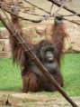 /album/bioparc-fuengirola/p1160096-jpg/