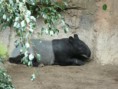 /album/bioparc-fuengirola/p1160106-jpg/