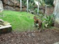 /album/bioparc-fuengirola/p1160113-jpg/