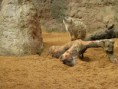 /album/bioparc-fuengirola/p1160123-jpg/